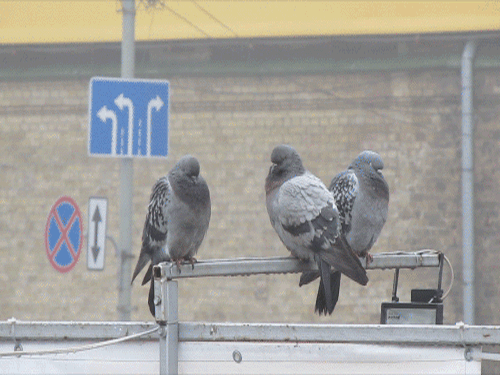 Cinemagraph - Pigeon Hangout